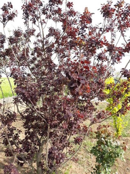 Cotinus coggygria Royal Purple - Scumpie roșie