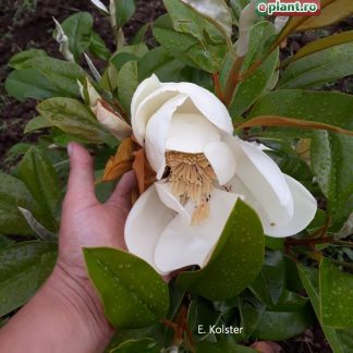 Magnolia grandiflora 'Little Gem'- Magnolia veșnic verde și parfumată