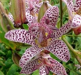 Tricyrthis harta sinonome - Orhidee de grădină