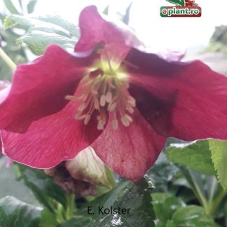 Helleborus or. Pretty Ellen Purple - Spânz -