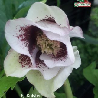 Helleborus or. Pretty Ellen Spotted - Spânz -